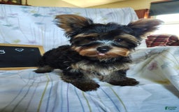 Yorkshire Terrier dogs for sale: Gerri - Image 13