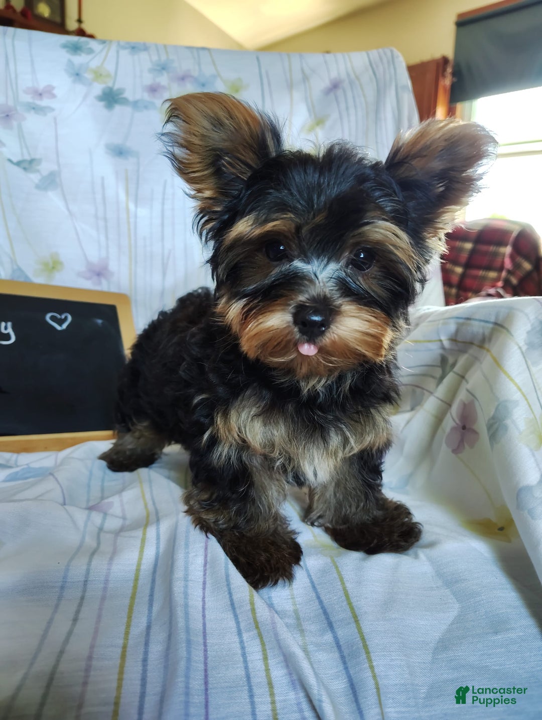 Yorkshire Terrier dogs for sale: Gerri - Image 13