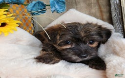 Morkie dogs for sale: Bandit - Image 5