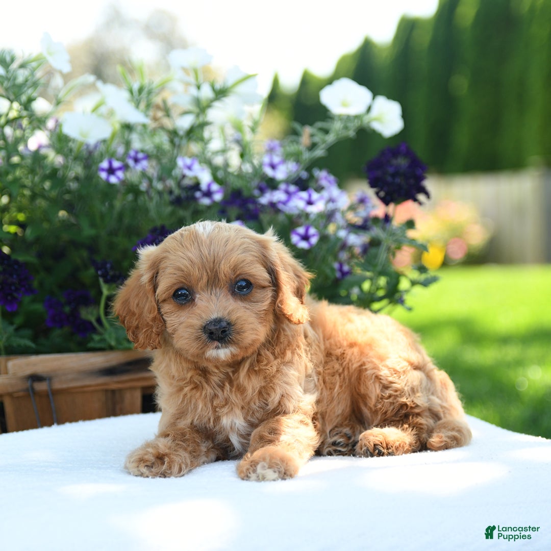 Cavapoo dogs for sale: Cookie - Image 5