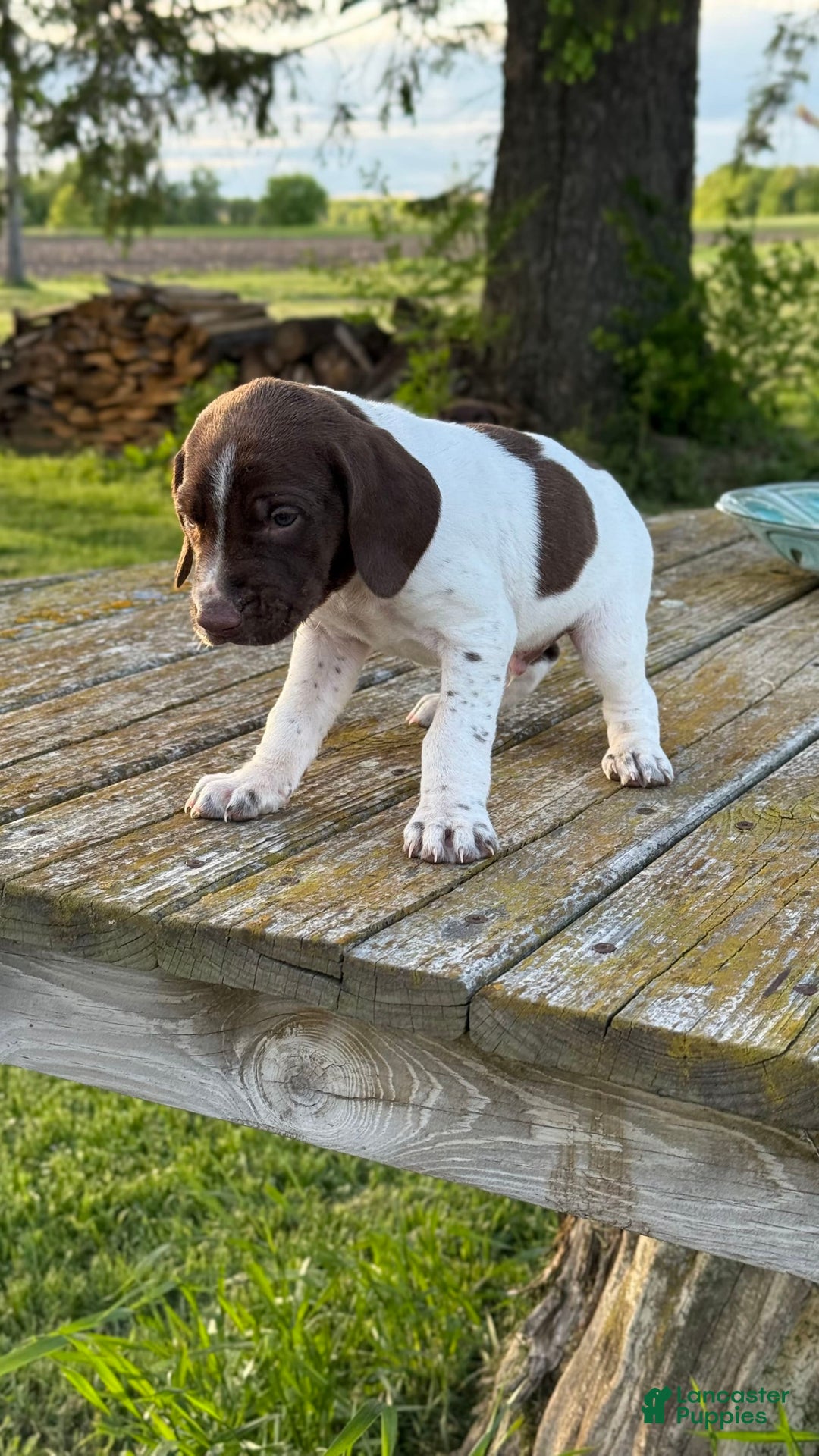 German Shorthaired Pointer dogs for sale: Off White Collar - Image 6