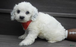 Cockapoo dogs for sale: Boomer - Image 7