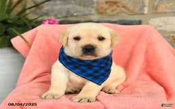 Labrador Retriever dogs for sale: Labrador Retriever 6 puppies - Image 20