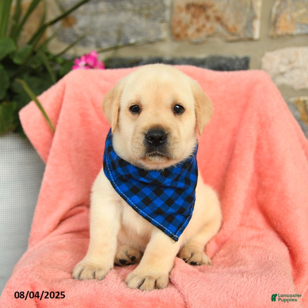 Labrador Retriever dogs for sale: Labrador Retriever 6 puppies - Image 20