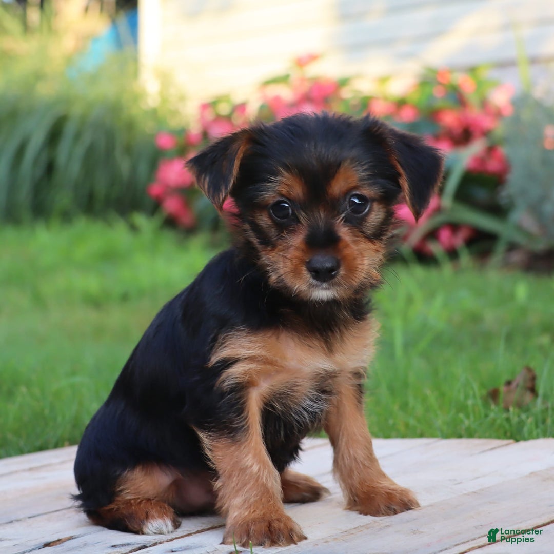 Yorkshire Terrier dogs for sale: Leo - Image 8
