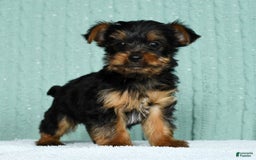 Yorkshire Terrier dogs for sale: Andy - Image 1