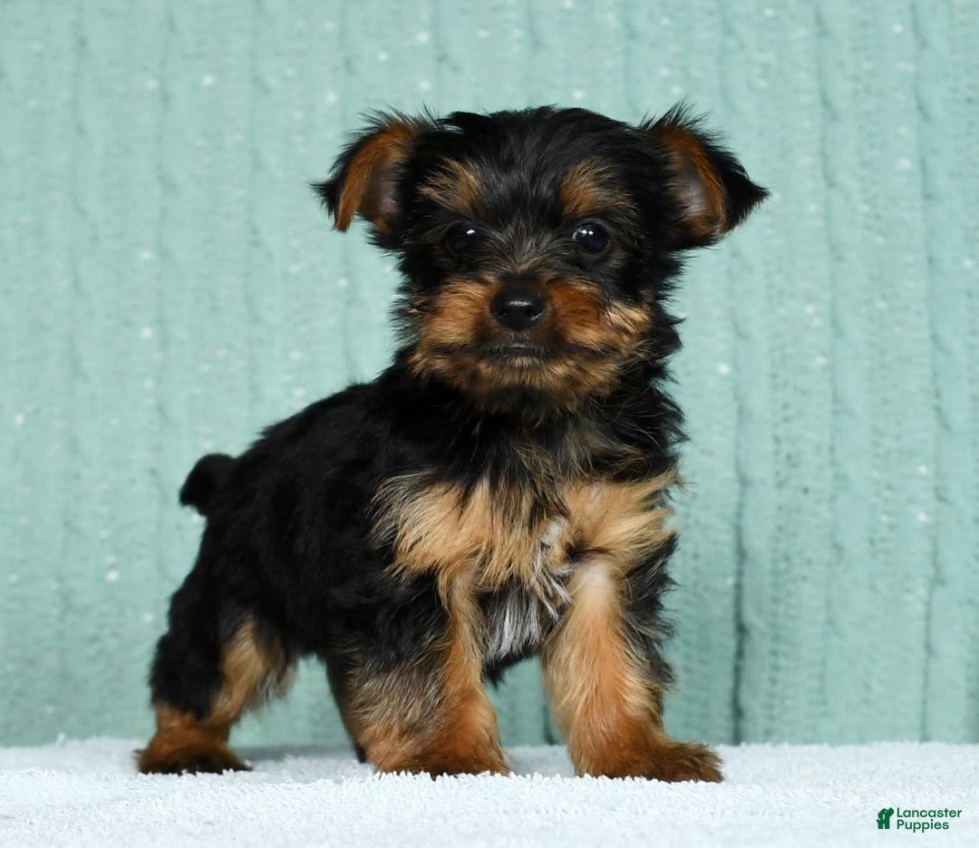 Yorkshire Terrier dogs for sale: Andy - Image 1