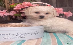Bichon Frise dogs for sale: Biscuit - Image 3
