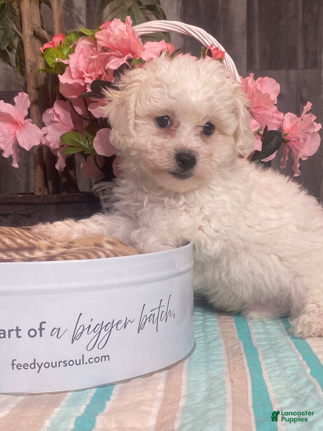 Bichon Frise dogs for sale: Biscuit - Image 3