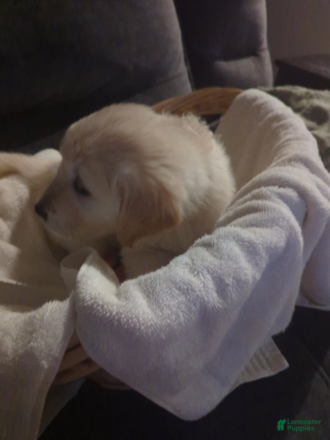Golden Retriever dogs for sale: Yellow - Image 1