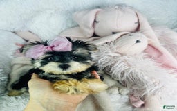 Morkie dogs for sale: Darlene - Image 3