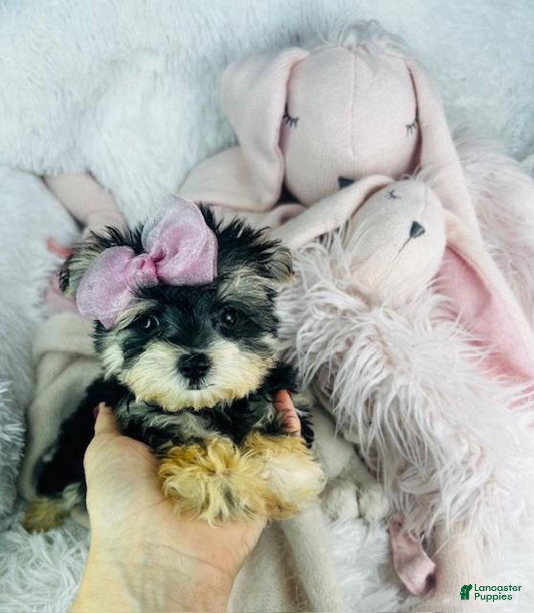 Morkie dogs for sale: Darlene - Image 3