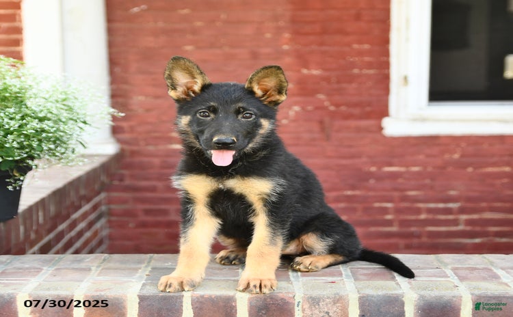 German Shepherd dogs for sale - Ad 5