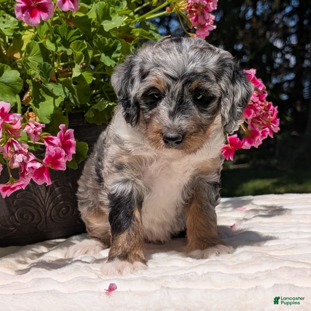 Mini Bernedoodle dogs for sale: Sage - Image 7