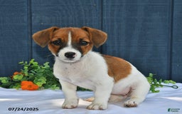 Jack Russell Terrier dogs for sale: Addie - Image 3
