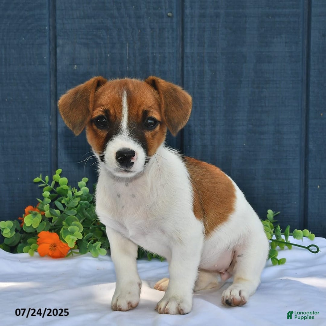 Jack Russell Terrier dogs for sale: Addie - Image 3