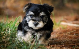 Morkie dogs for sale: Skipper - Image 9