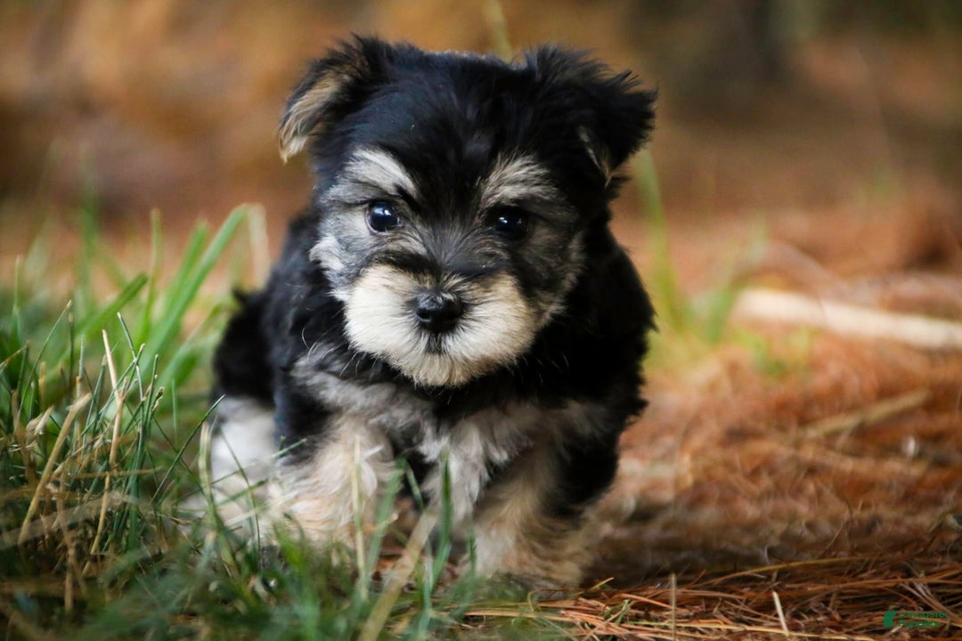 Morkie dogs for sale: Skipper - Image 9