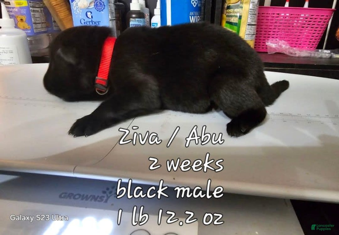German Shepherd dogs for sale: Black Boy Red Collar - Image 1