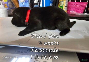 Black Boy Red Collar