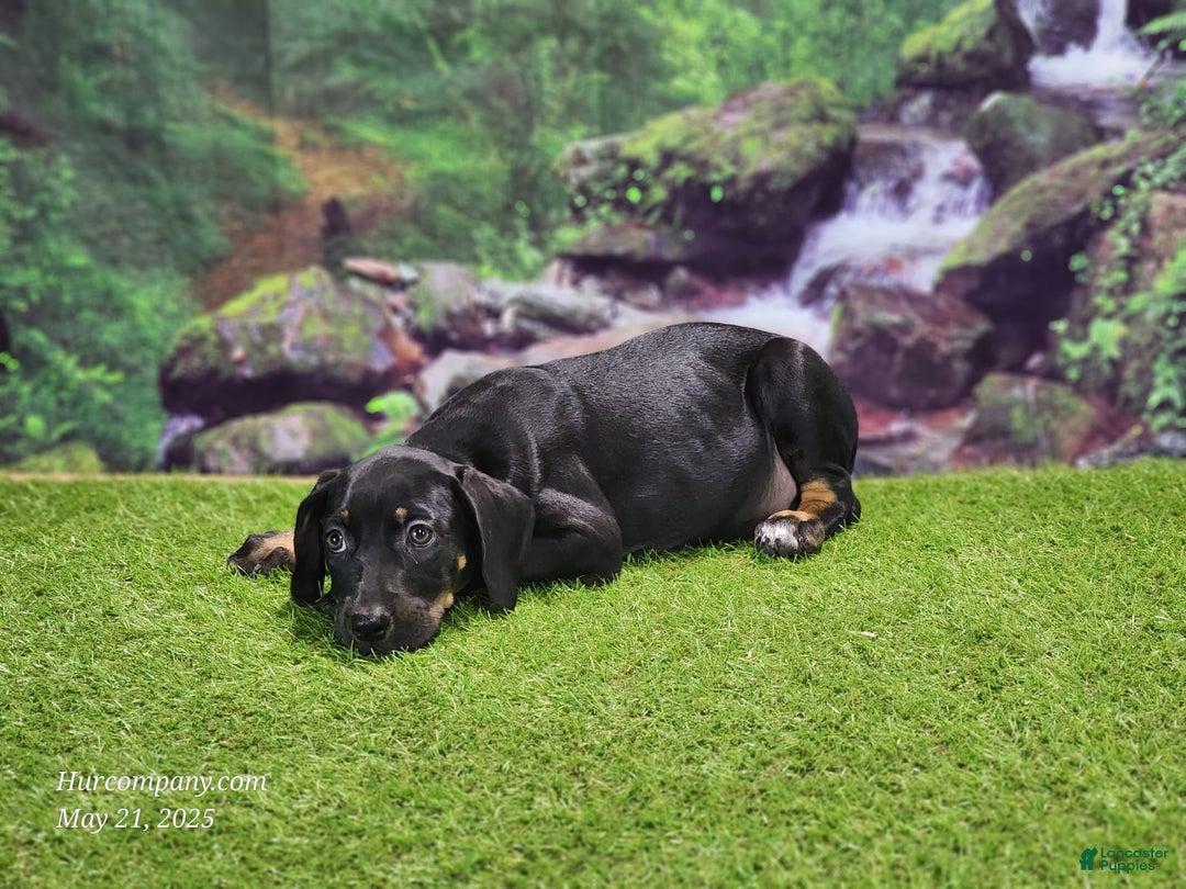 Catahoula Leopard Dog dogs for sale: Jesse 2025 Female 1 - Image 2