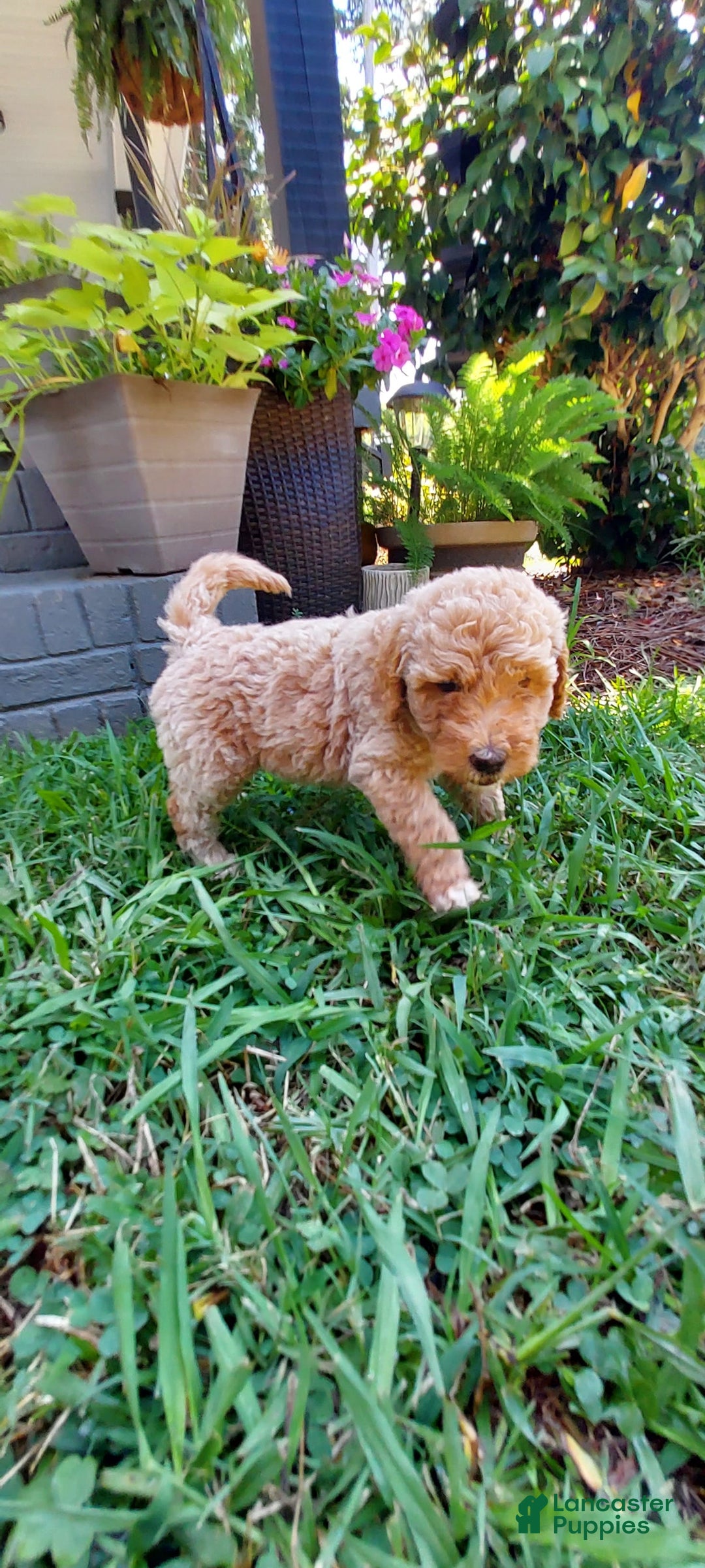 Goldendoodle dogs for sale: BARKLEY - Image 5