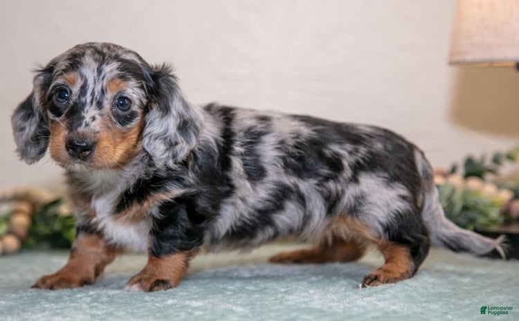 Miniature Dachshund dogs for sale - Ad 1