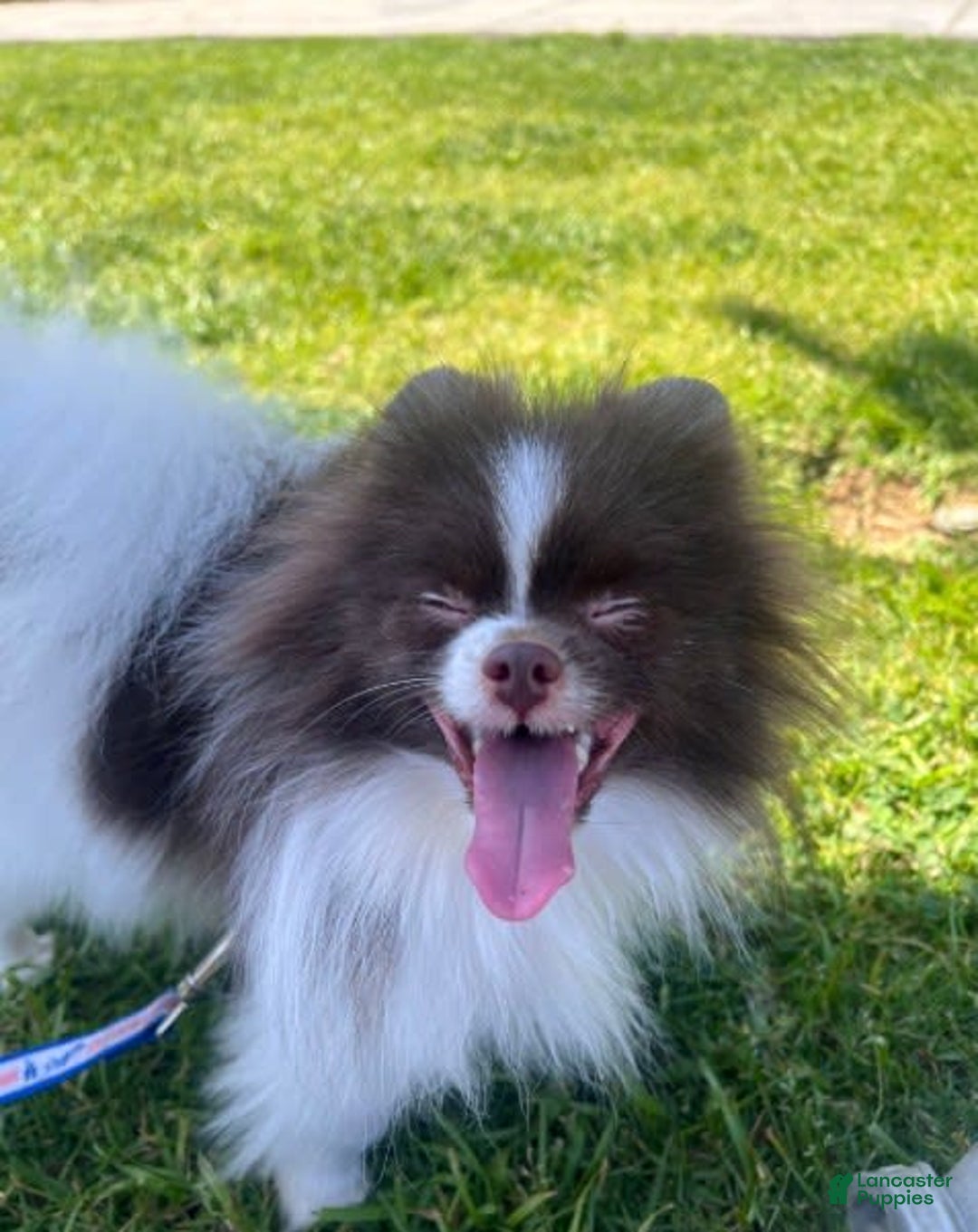 Pomeranian dogs for sale: Serenade - Image 6