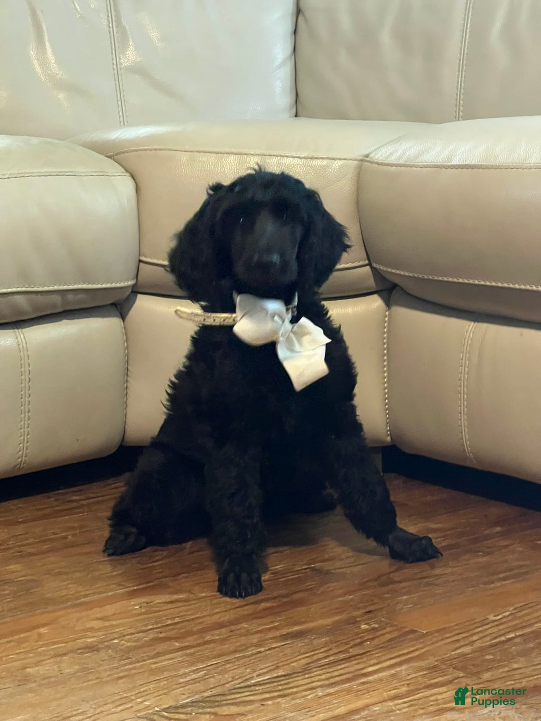 Irish Doodle dogs for sale: Samantha - Image 5