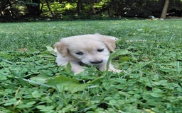 Golden Retriever dogs for sale: Prairie - Image 17