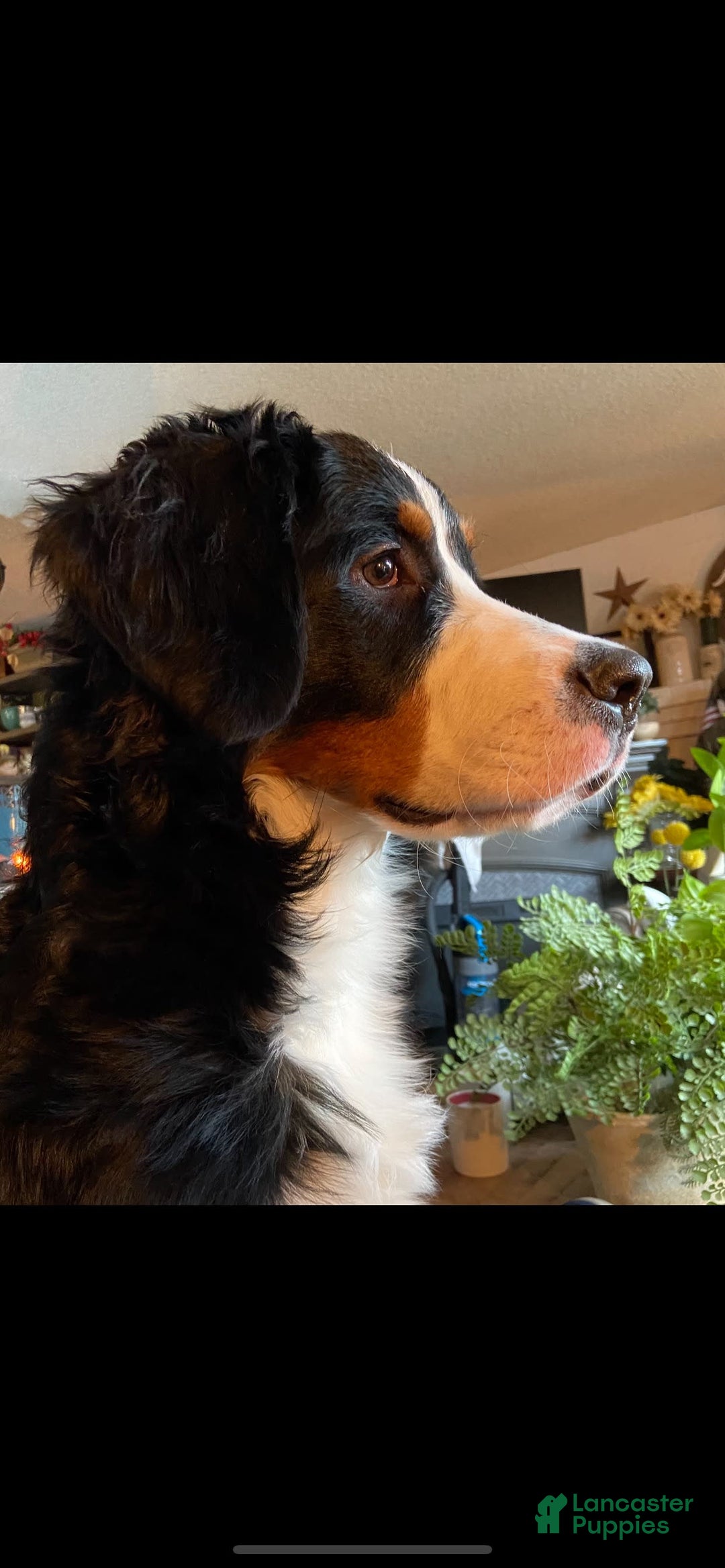 Mini Bernedoodle dogs for sale: Aelas Gray Boy - Image 25
