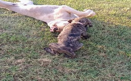 English Mastiff dogs for sale: Pink Girl 🩷 - Image 5