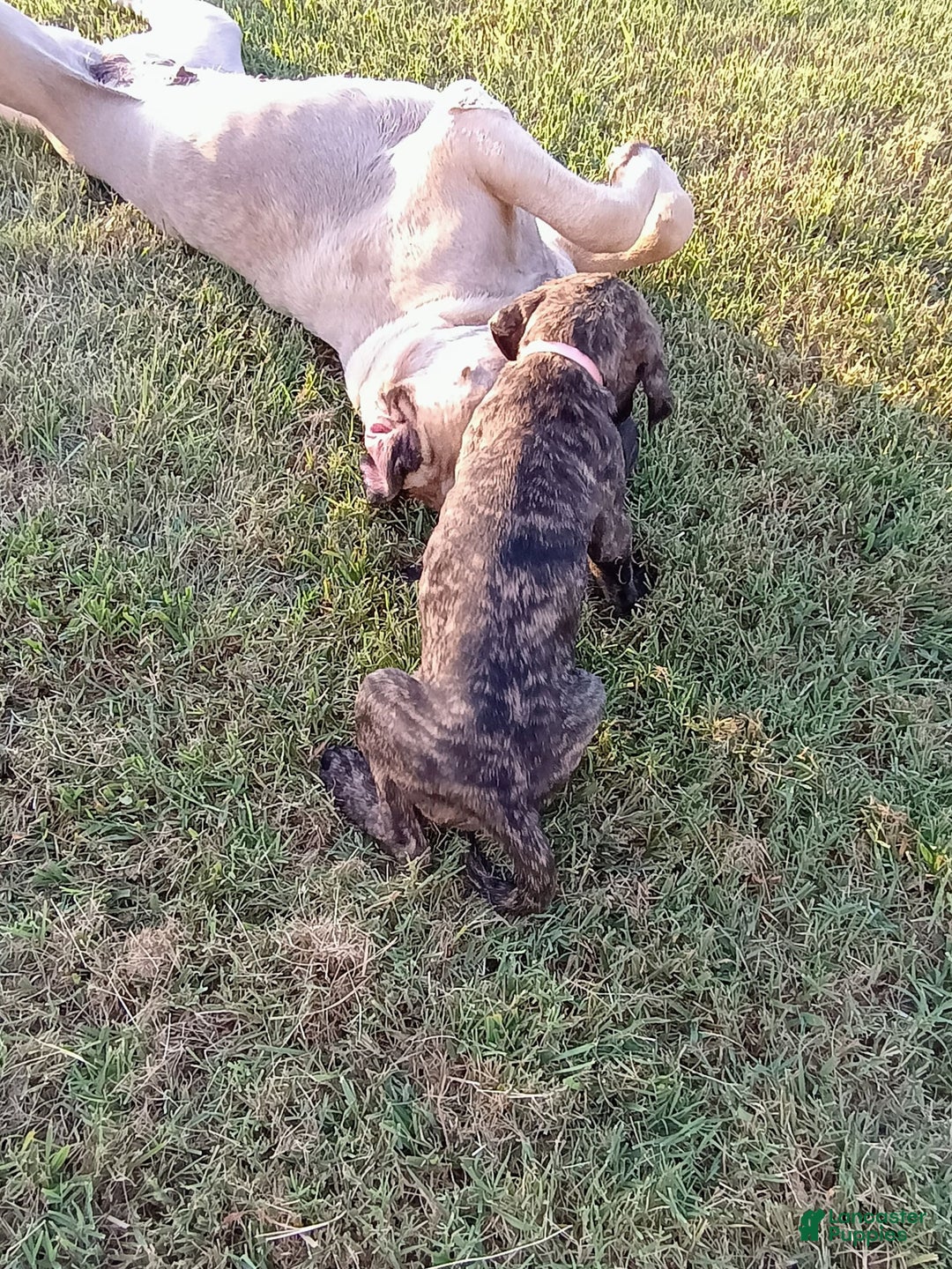 English Mastiff dogs for sale: Pink Girl 🩷 - Image 5