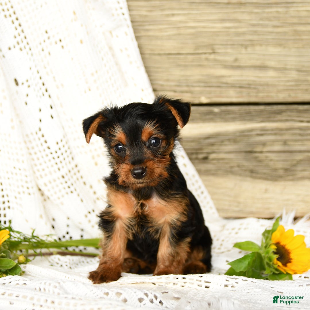 Yorkshire Terrier dogs for sale: Lucas - Image 7