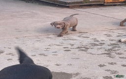 Labrador Retriever dogs for sale: Silver Male 2 - Image 1