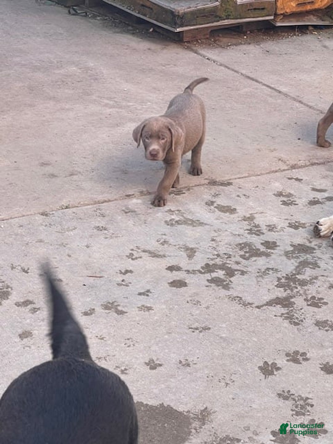 Labrador Retriever dogs for sale: Silver Male 2 - Image 1