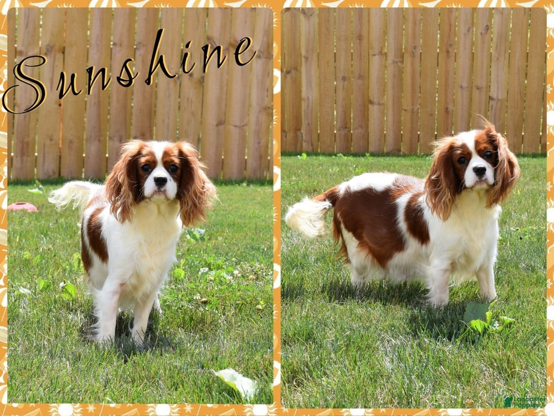 Cavalier King Charles Spaniel dogs for sale: Fritz - Image 9