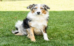 Australian Shepherd dogs for sale: Adrian - Image 6