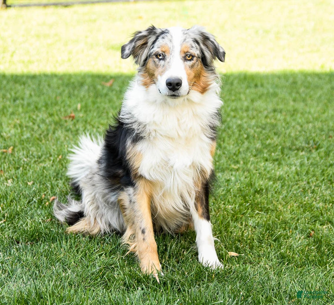 Australian Shepherd dogs for sale: Adrian - Image 6