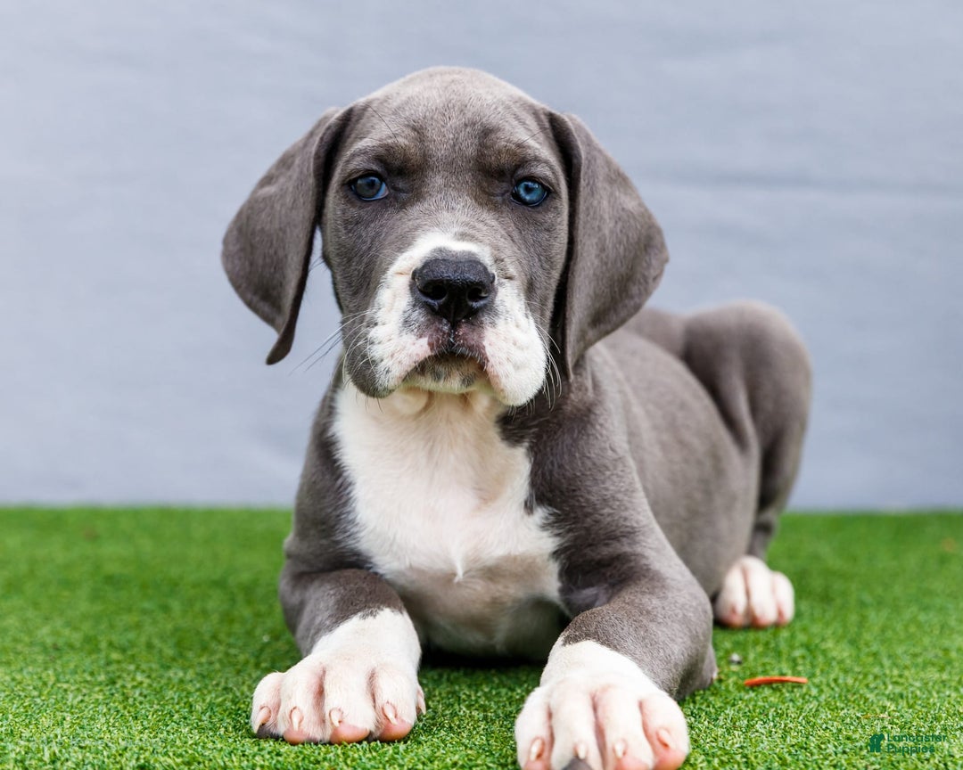Great Dane dogs for sale: Karen - Image 2