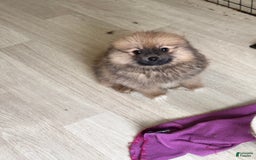 Pomeranian dogs for sale: Baxter - Image 4