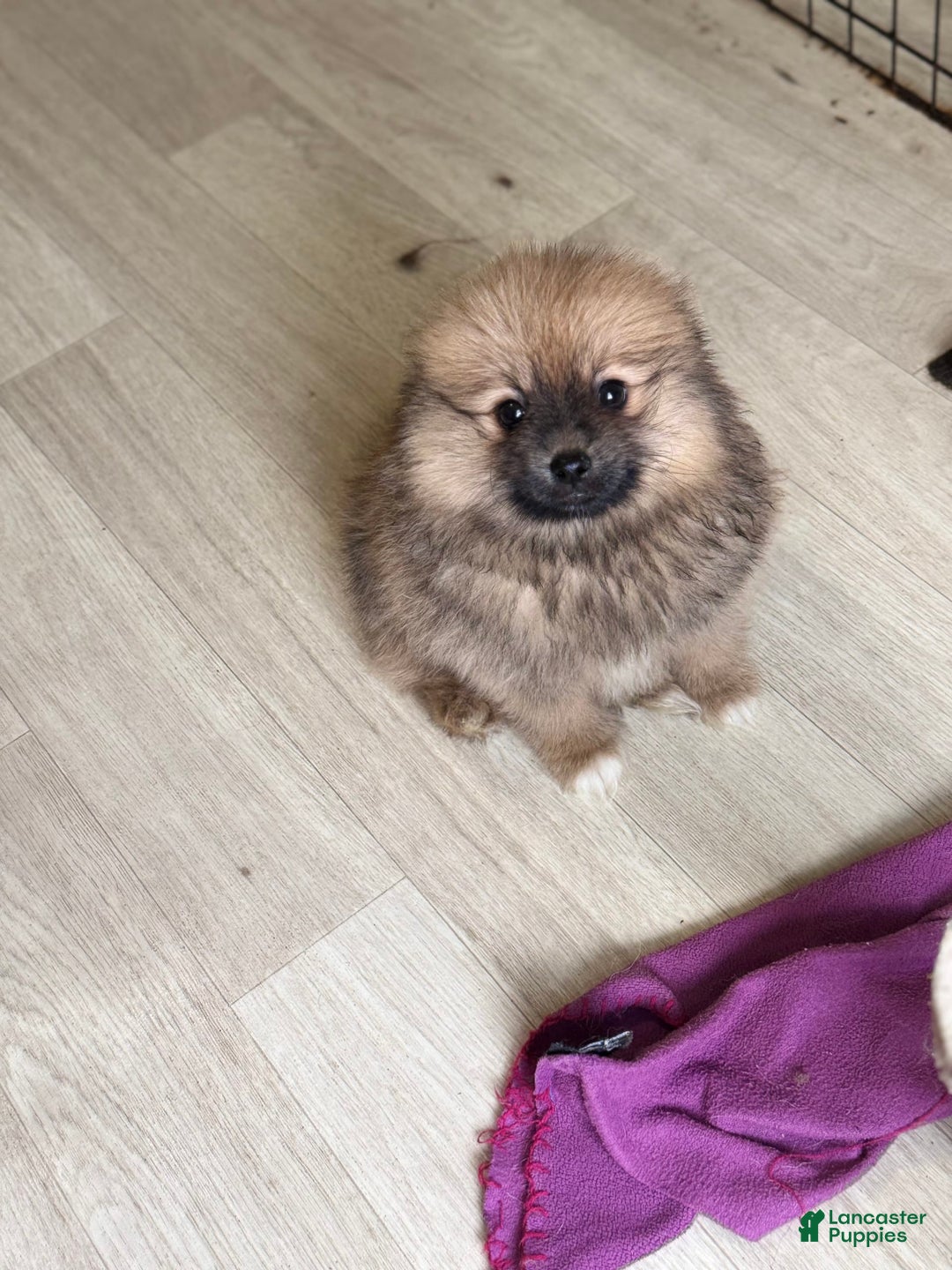 Pomeranian dogs for sale: Baxter - Image 4