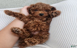Toy Poodle dogs for sale: Haley - Image 15