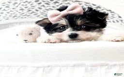 Yorkshire Terrier dogs for sale: Tina - Image 2