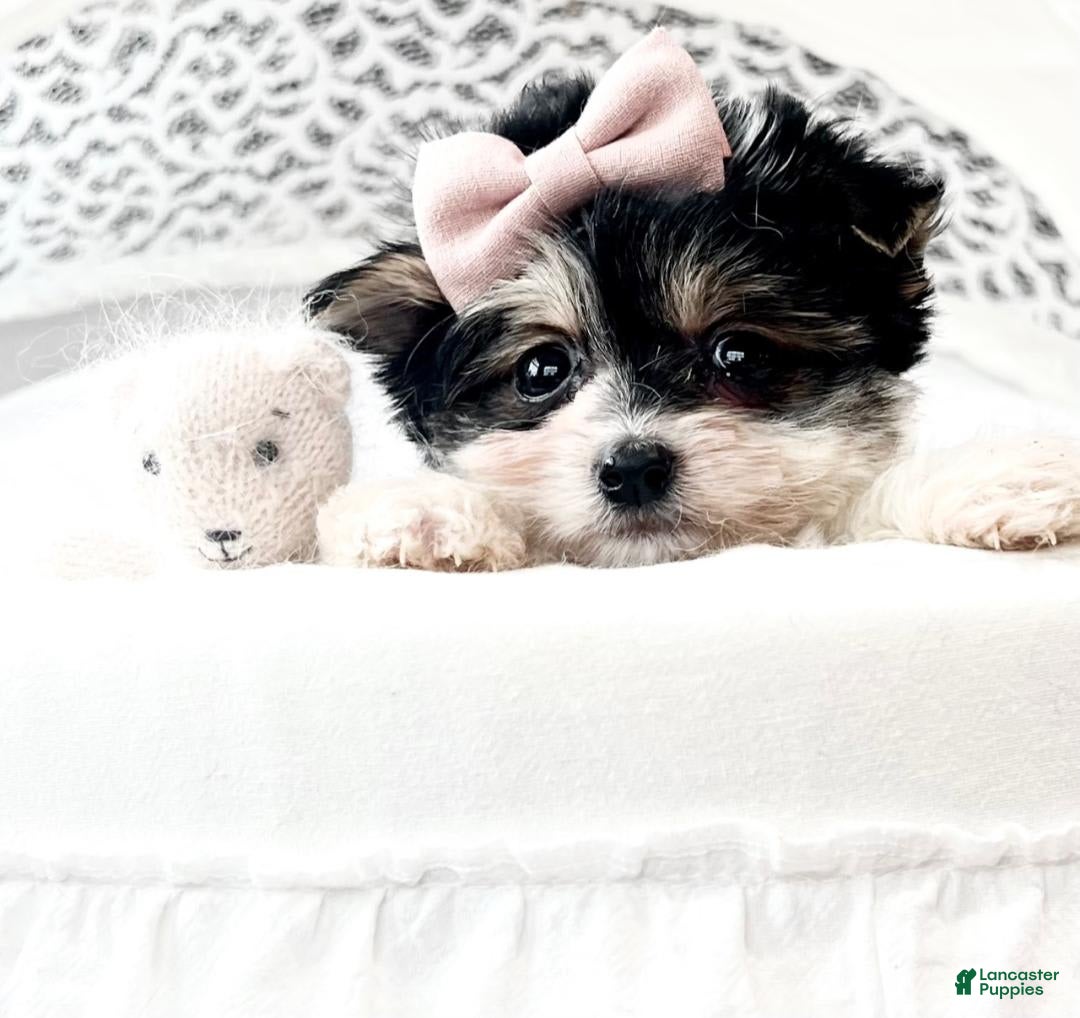 Yorkshire Terrier dogs for sale: Tina - Image 2