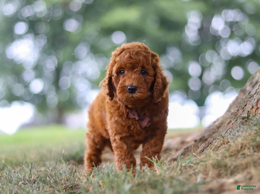Mini Goldendoodle dogs for sale: Sonny - Image 2