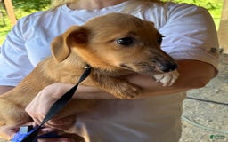 American Corgi dogs for sale: Star - Image 3