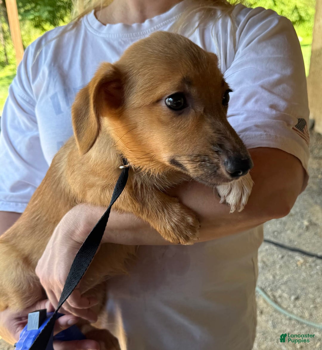 American Corgi dogs for sale: Star - Image 3