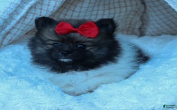 Pomeranian dogs for sale: Betzy - Image 25