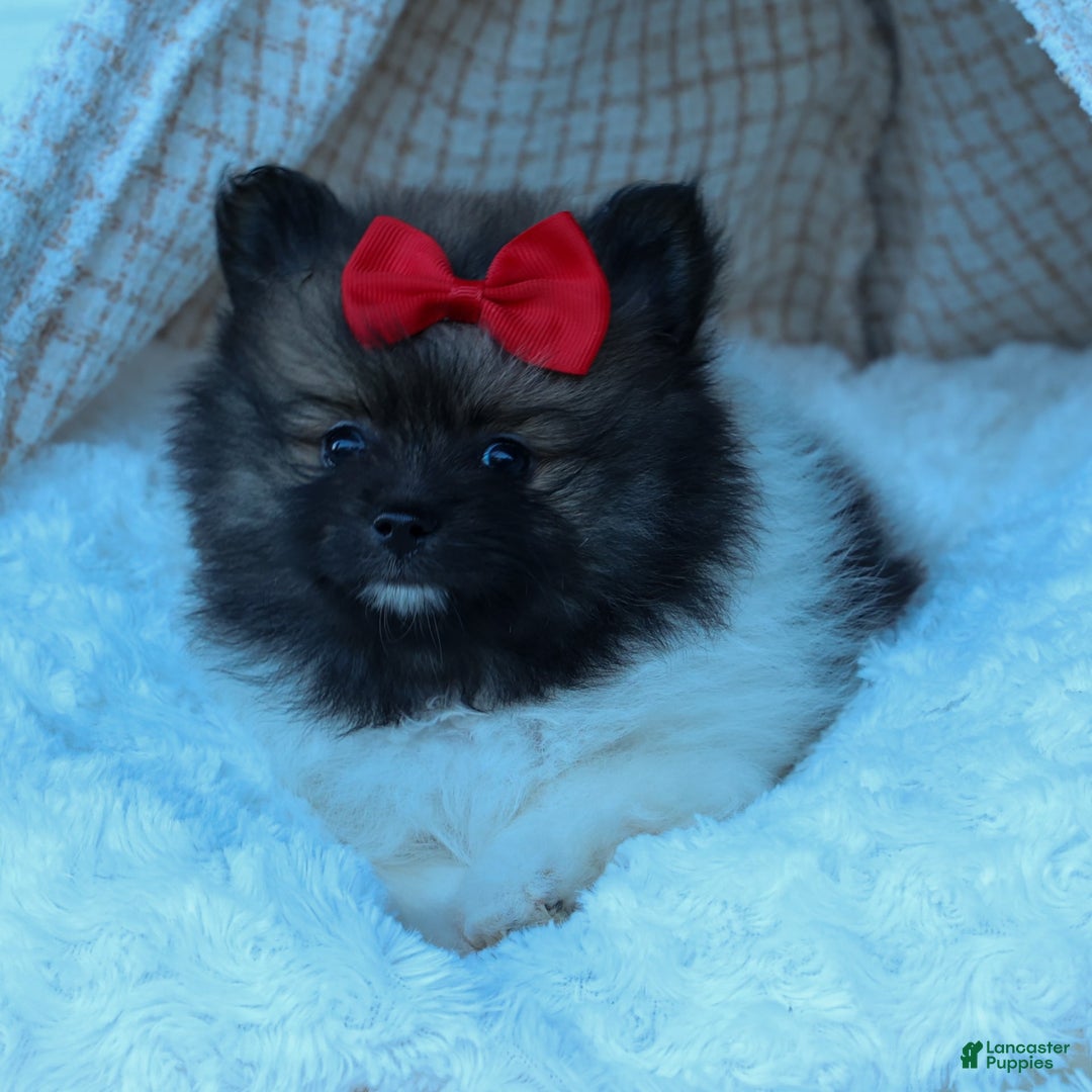 Pomeranian dogs for sale: Betzy - Image 25